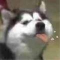 永恒的R 头像