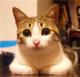 喵先森没有猫头像