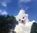 饺子拌醋 头像