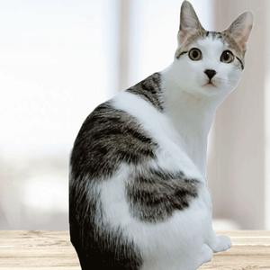 悟空问答 哪些花对猫咪没有毒 养猫的人能养什么花 17个回答