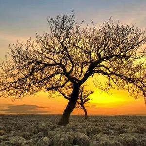 黄树美282726 头像