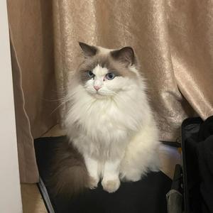 萌宠百科冷知识 头像