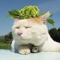 史前霸王猫 头像
