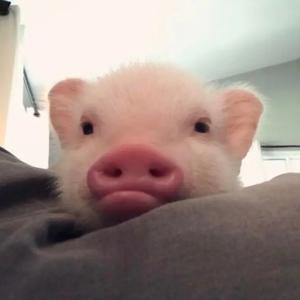 只想赢一次 头像