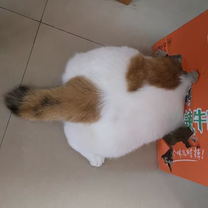 喵么么 头像
