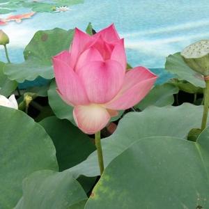 先听听元芳咋说 头像