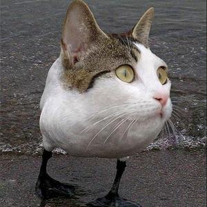 神秘辰星8cALNX 头像