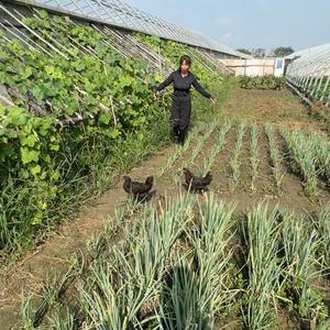 小梅的田园生活 头像