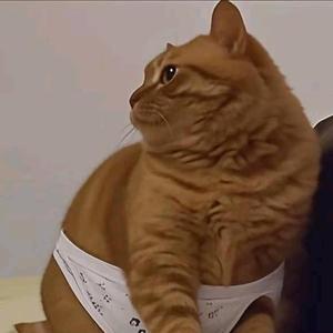 喵言喵语小剧场 头像