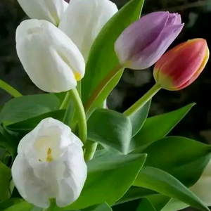 俊俏橘子67 头像