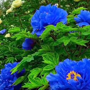 周姐爱花草 头像