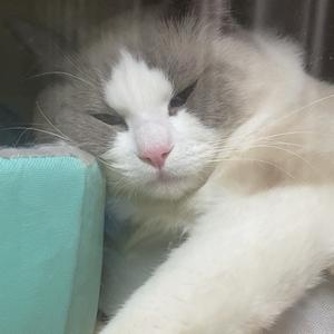 宠物休闲小屋 头像