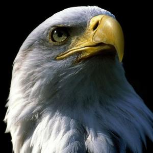 鹰眼观沧海 头像