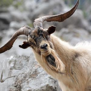 玩梦幻的山羊胡子哥 头像