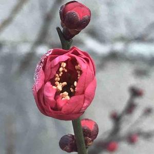 听雨1入梦 头像