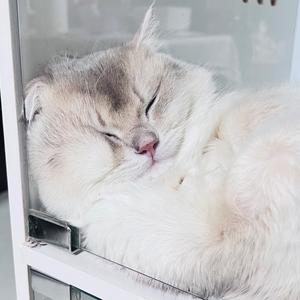 小胡奇闻录 头像