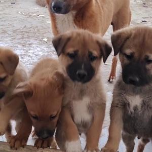 赚钱要养三小只 头像