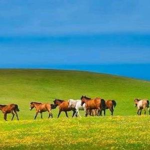 喜欢种植的老刘 头像