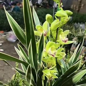 河北高考志愿规划 头像