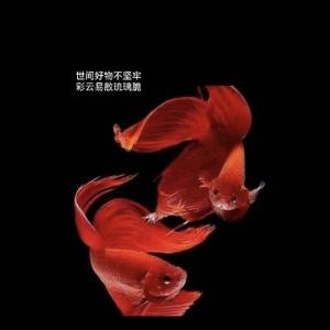 菁菁者莪V