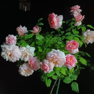 西瓯族人 头像