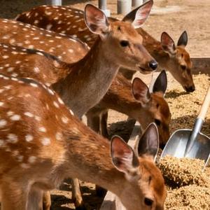 36岁单身汉隐居深山 头像