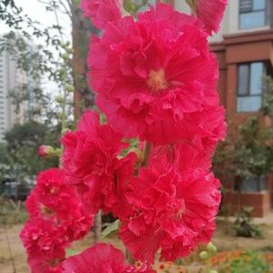 我是一条忙碌的鱼 头像