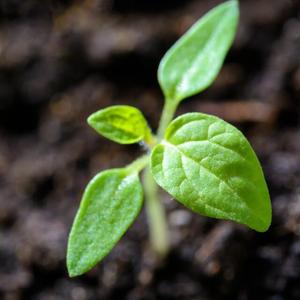 小杜鹃爱探索 头像