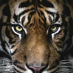 橙子不是橘子 头像