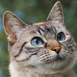 云养大猫山头像