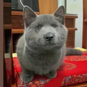 爱剧社 头像