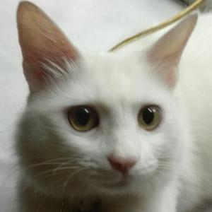 猫大爷观世界 头像