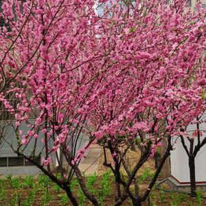 非凡圆月OA 头像