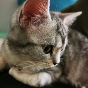 宝剑大叔DY喵眼看世界 头像