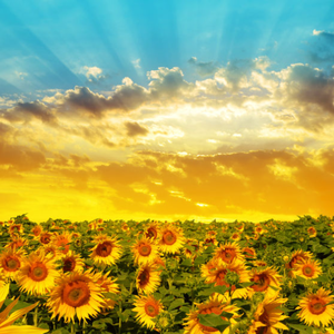 biubiu没烦恼 头像