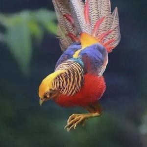 自在的侬侬 头像