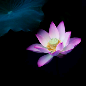 太行山冒险王 头像