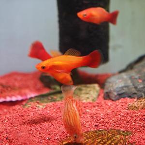 小白养鱼随笔 头像