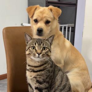 我的员工是条狗 头像