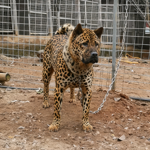 狗师傅斯文仔（狂犬病毒检测） 头像