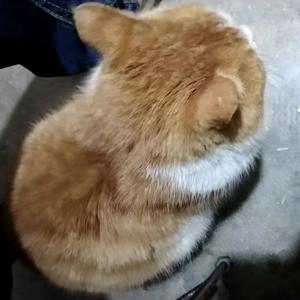 猫耳朵朵头像