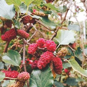 安东de彩色经 头像