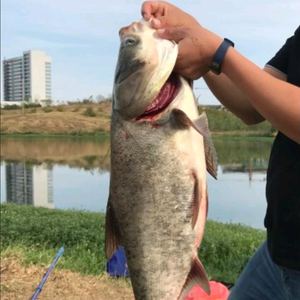 小强钓鱼不吃鱼头像