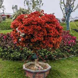 风姿卓越葡萄LIE 头像