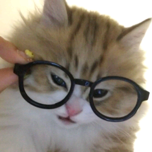 黑糖糖头像