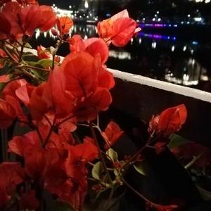 寸草心的白帆 头像