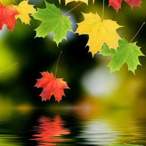 梧桐细雨8C5c 头像