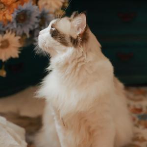 阿铛猫日常 头像