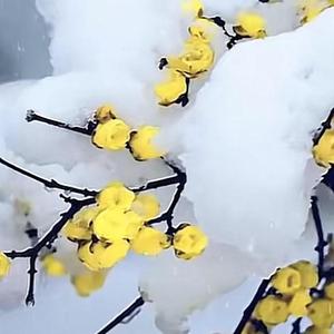 怀念您的心不变 头像