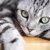 小微影视指南 头像